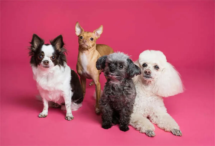 犬がリードを嫌がる理由と解決法｜プロが教えるリードトレーニング