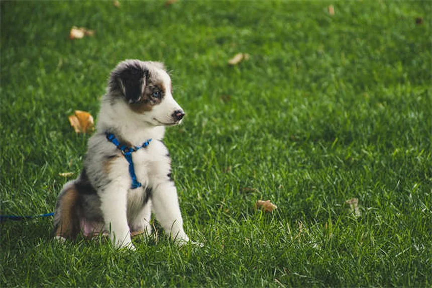 犬がリードを嫌がる理由と解決法｜プロが教えるリードトレーニング