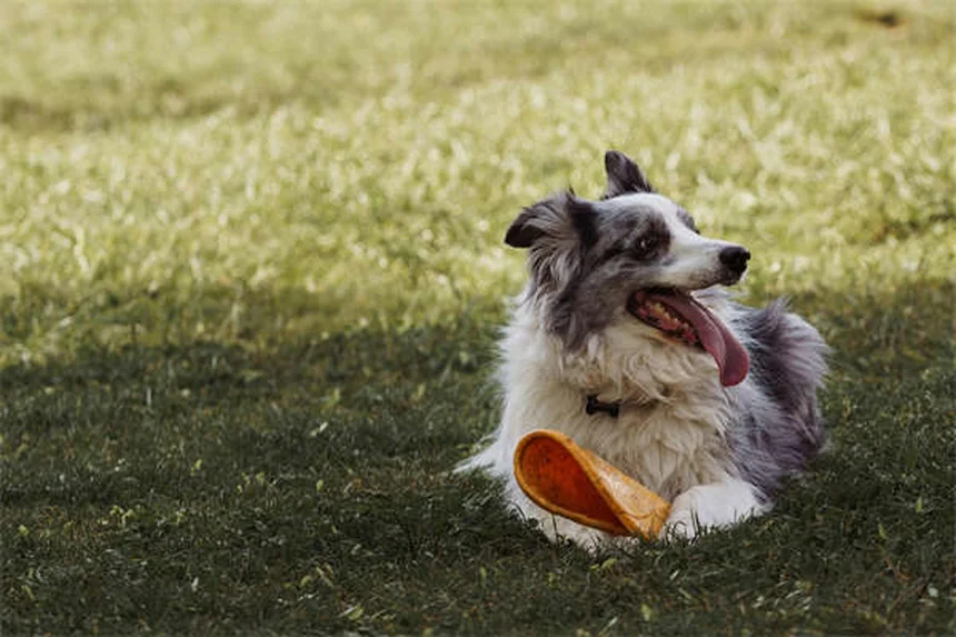 子犬の歯がえを乗り切る！実践した4つのケア方法