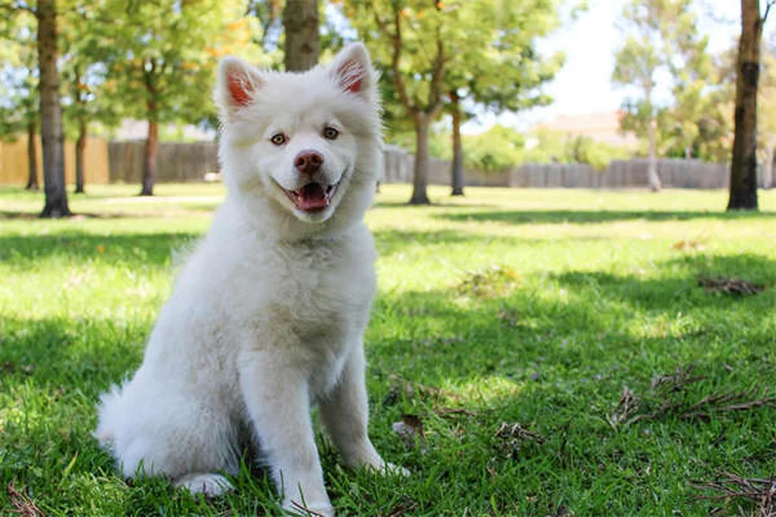 子犬の歯がえを乗り切る！実践した4つのケア方法