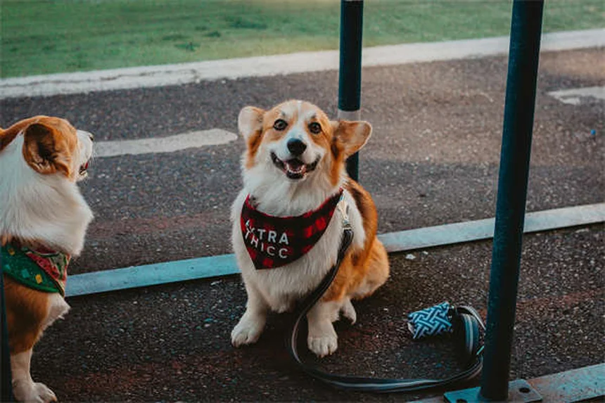 子犬の歯がえを乗り切る！実践した4つのケア方法