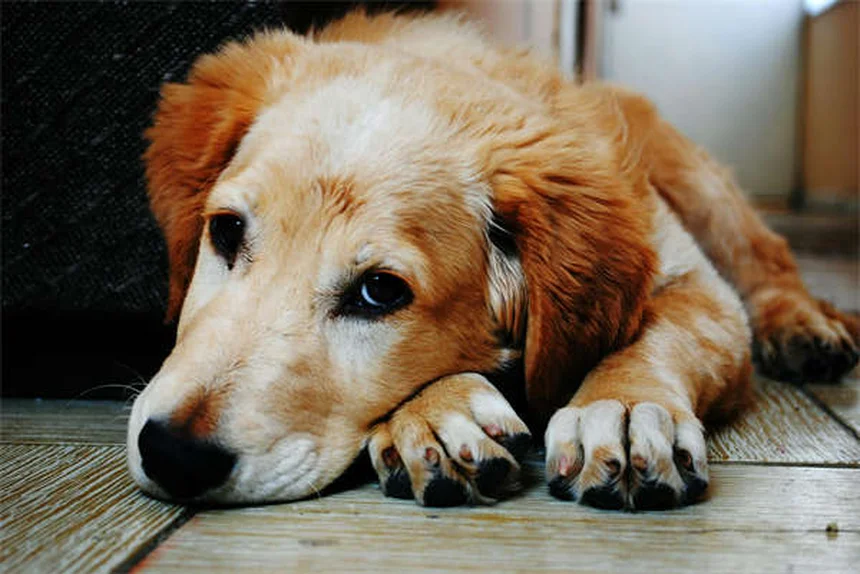 犬を飼う前に知っておくべきNG行動6選【プロが解説】