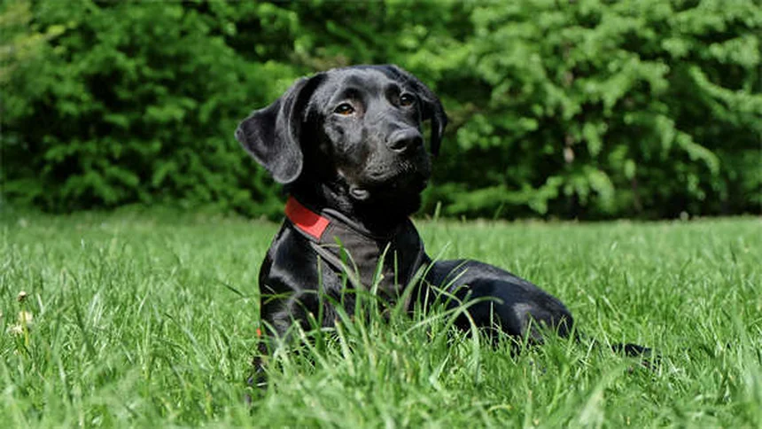 犬を飼う前に知っておくべきNG行動6選【プロが解説】