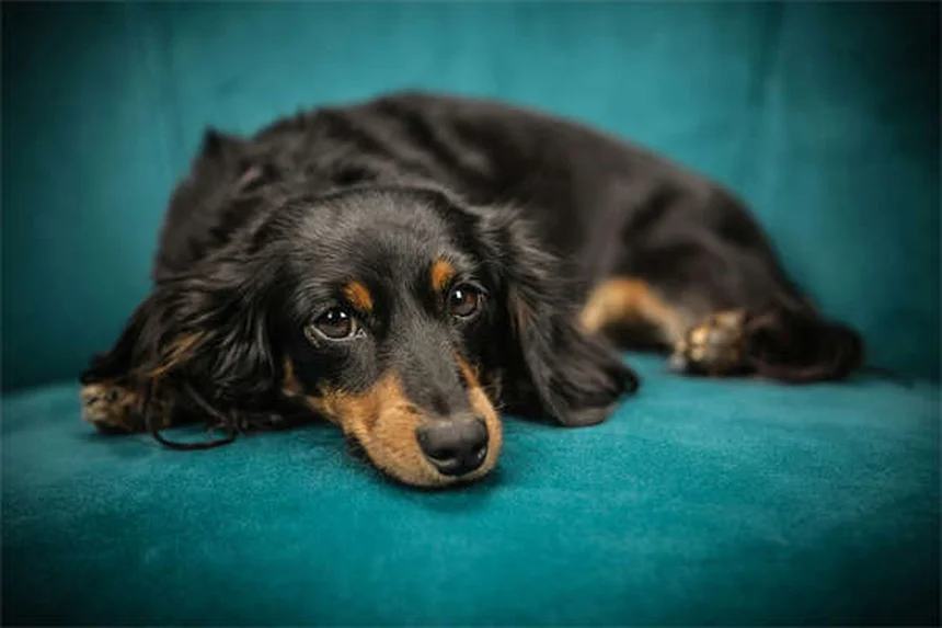 犬の水遊びで感染する7つの危険な病気と予防法