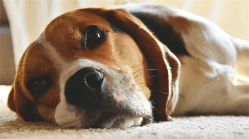 犬のうんち掃除完全ガイド｜安全な処理方法と便利テク