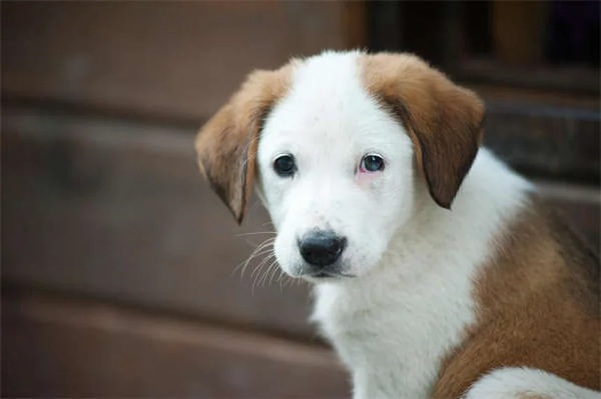 犬の妊娠中、安全な薬と避けるべき薬は？獣医師が教える正しい使い方