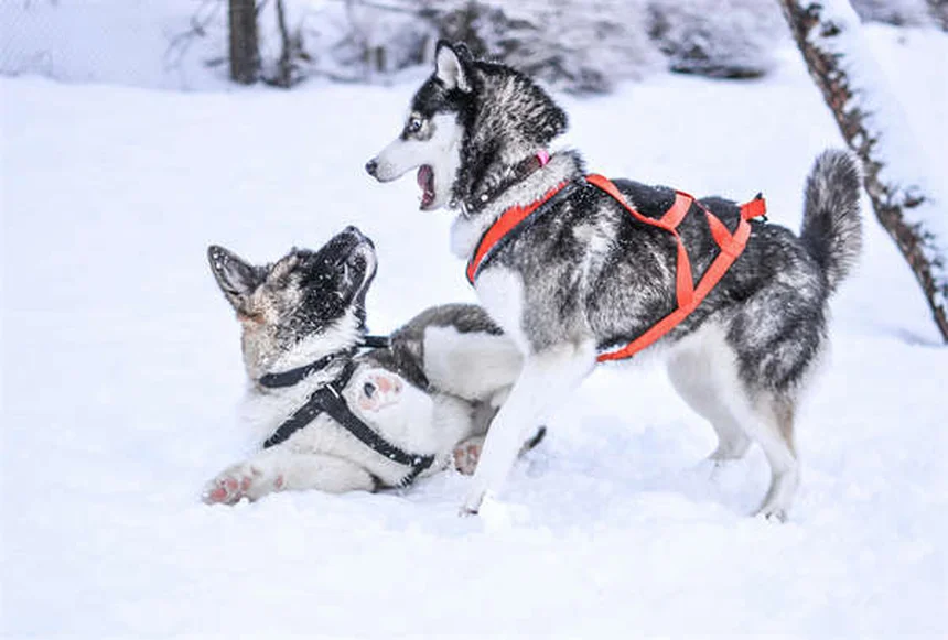 犬が目を開けたまま寝る理由とは？専門家が徹底解説