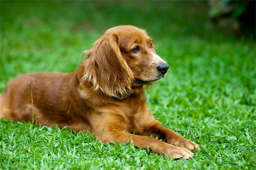 ペットのホメオパシー救急キット｜自然療法で愛犬・愛猫をケア