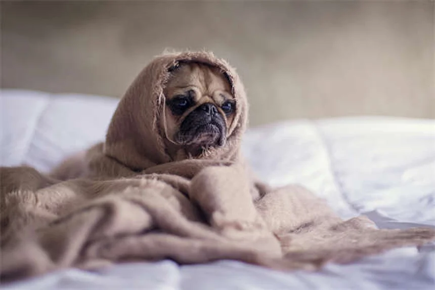 愛犬に「お話し」コマンドを教える簡単ステップ。初心者でも失敗しない方法を解説