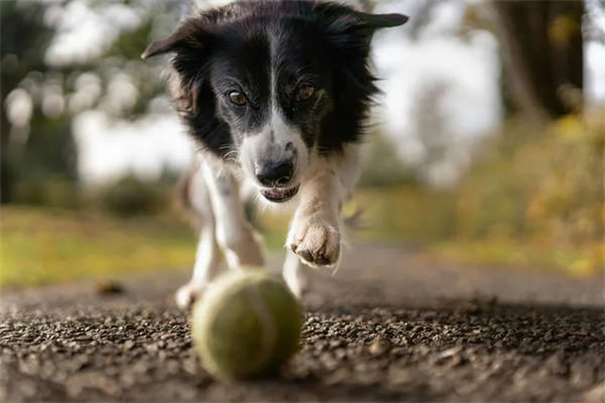 フォン・ヴィレブランド病を徹底解説！犬の遺伝性出血疾患の症状・検査・治療法まとめ