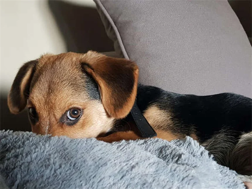 馬のチョーク(食道閉塞)とは?症状と対処法を徹底解説