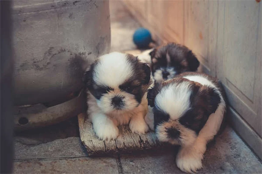 子犬はいつまで成長する？犬種別の成長期と適切なケア方法