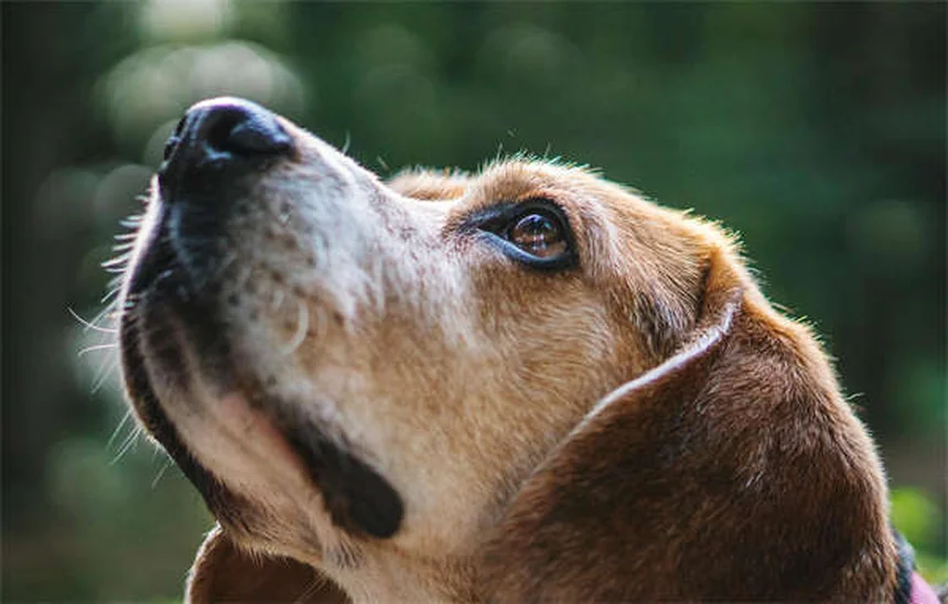 ウサギの狂犬病の症状と予防：飼い主が知るべき対策