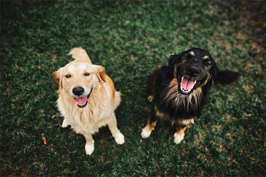 ダッチラビットの寿命や体重、性格は？10年飼った私が飼い方を徹底解説