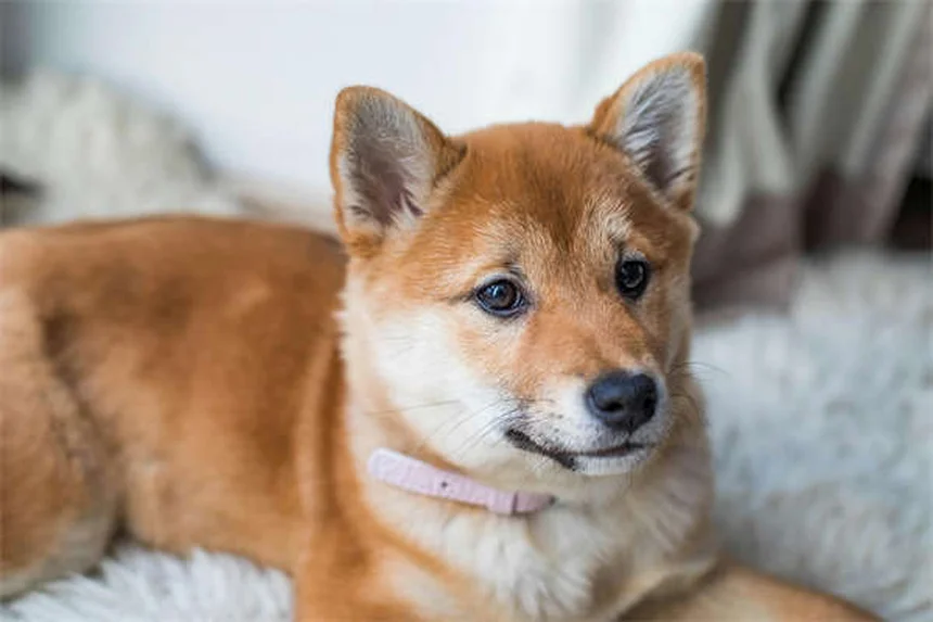 犬猫の糖尿病対策｜血糖値管理の基本とインスリン注射のコツ