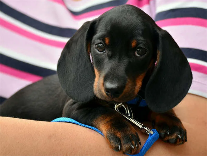 犬がトレーニングを忘れる理由とは？プロが教える解決法5選
