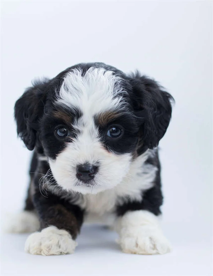 犬の吐血！症状の見分け方とすぐに病院に連れて行くべき理由