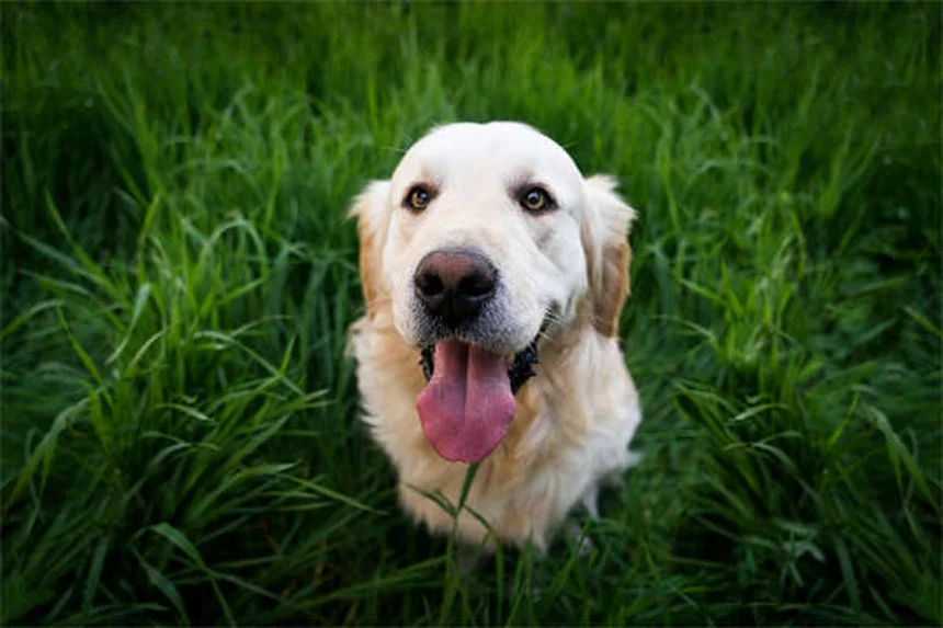 犬の成長が止まる時期は品種別で違う！知っておくべき正しいケアとは