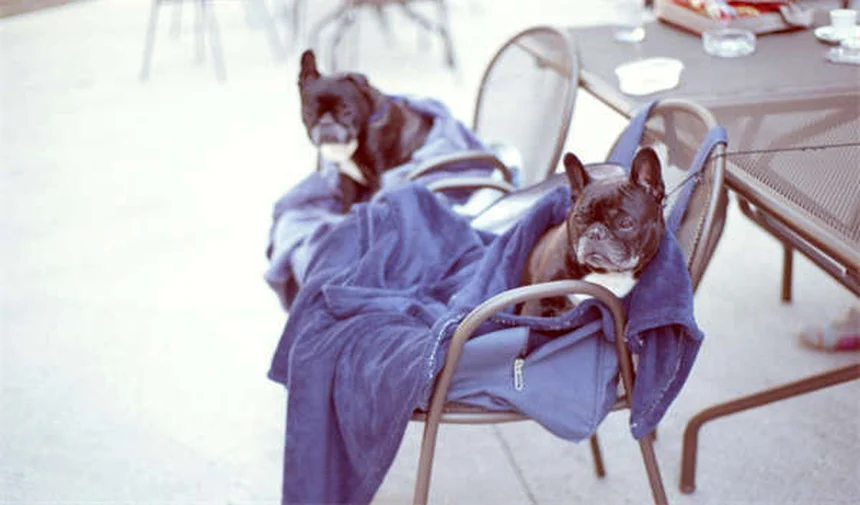 犬の吐き気の原因と対処法｜愛犬が気持ち悪そうな時の正しいケア