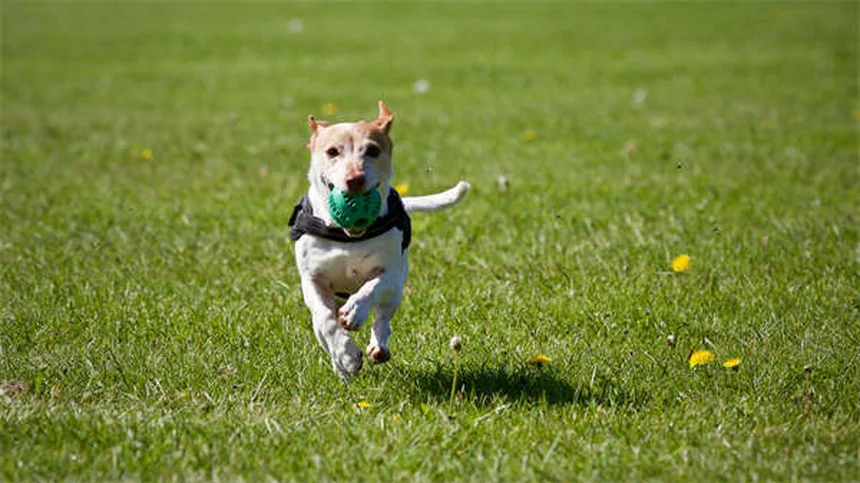 プロが教える犬用ハーネスの正しい選び方とサイズの測り方3つのコツ