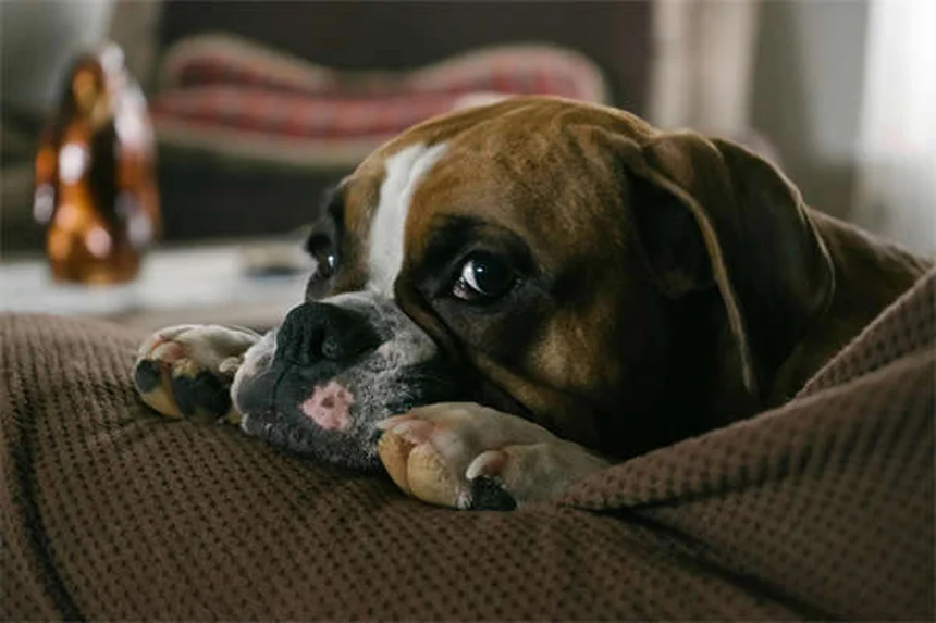 プロが教える犬用ハーネスの正しい選び方とサイズの測り方3つのコツ