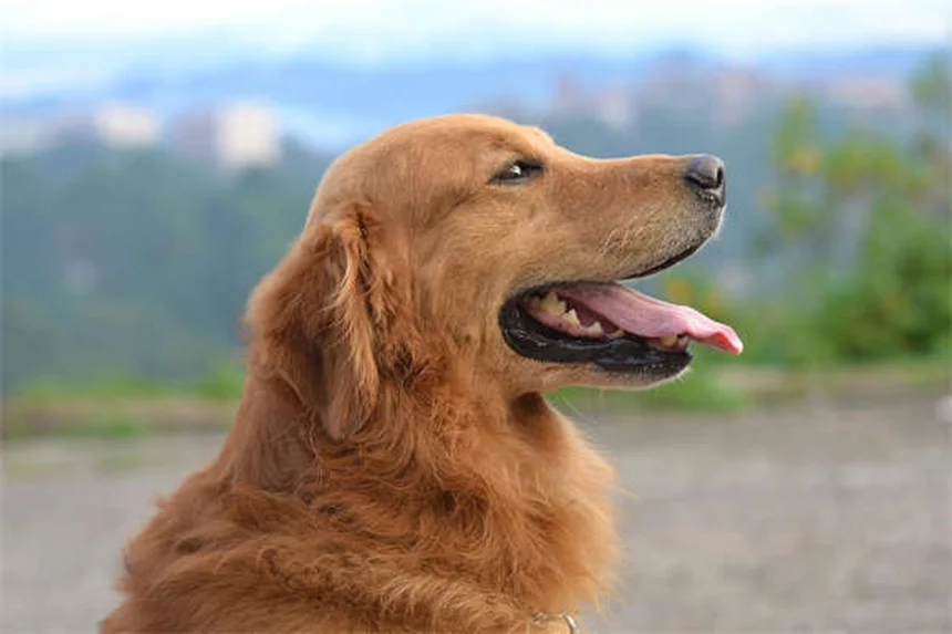 馬の炭疽病:症状から予防まで飼い主が知るべき全知識