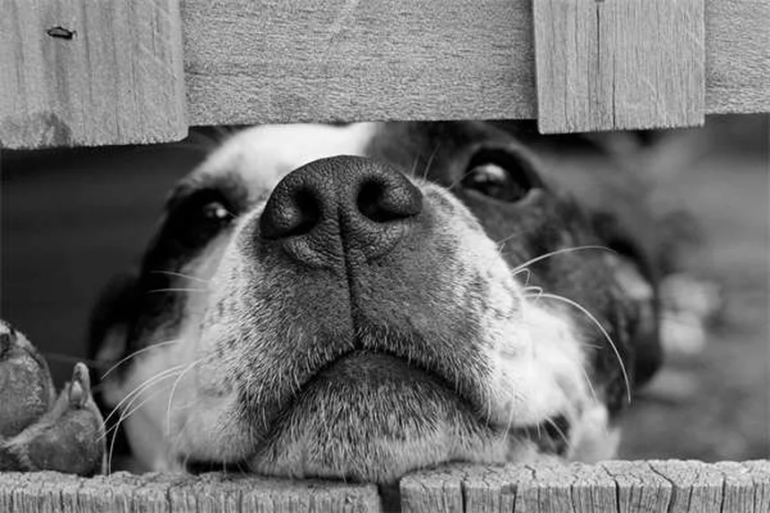馬の炭疽病：症状から予防まで飼い主が知るべき全知識