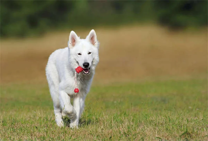 保護犬・保護猫の里親になる前に考えたい3つのこと