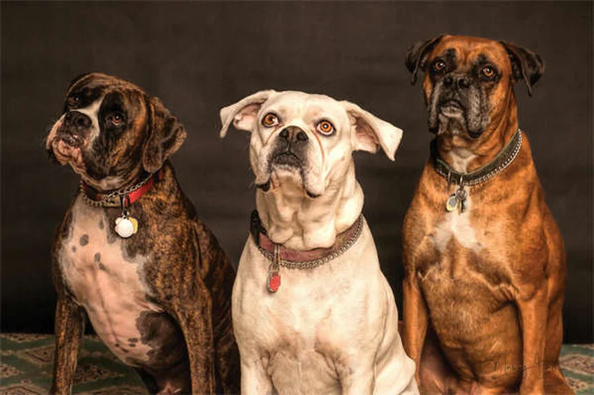 犬のパニック発作の見分け方と対処法を獣医師が解説