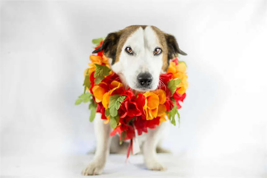 フェレットの平均寿命を伸ばす7つの秘訣｜長生きさせる飼い方のコツ