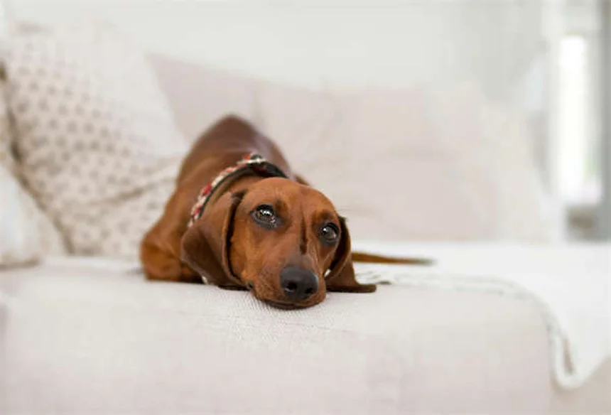 犬のノミ感染、気づかぬうちに広がる7つの原因と予防法を徹底解説