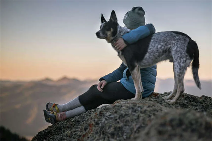 犬のノミ感染、気づかぬうちに広がる7つの原因と予防法を徹底解説